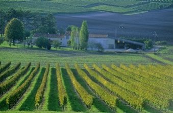 Vineyard in France 