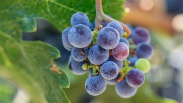 Natural wine